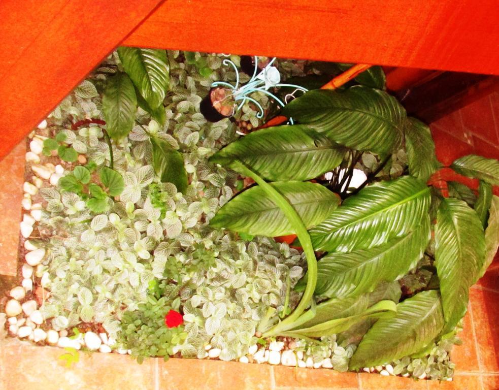 Pousada Flor De Lis Ilha Grande  Exteriér fotografie